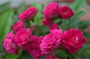 Pink Flowers
