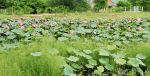 Lotus Village
