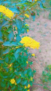 It's Yellow Flower Which Is Click By Phone??
