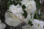 Frosty Roses