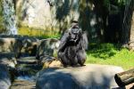 Gorilla 