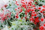 Ice Berries