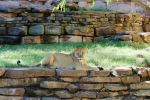 Sun Bathing Lion