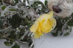 Yellow Rose