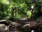 Beautyful Forest