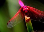 Lovely Pink Dragon