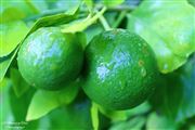 Grape fruit on the limb