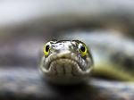 Checkered Keelback