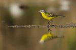 Yellow Wagtail
