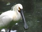 Animals The Beautiful Creations