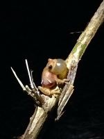Croakin Bull Frog 