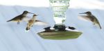 Hummingbird Feeding Frenzy