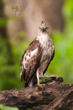 Changable Hawk Eagle Killing Mainah