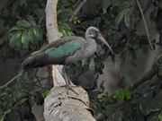 Hadeda Ibis