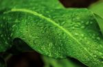 Green And Rain