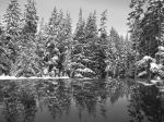 Snowy Woods