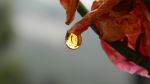 Golden Dew Drop