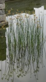 Reflections