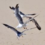 California Sea Gulls