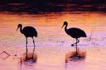 Dusk At The Roost
