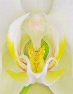 Enticement