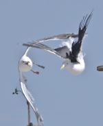 Feathered Dog Fight