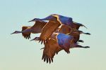 Flight Group