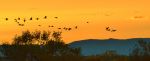 Sunrise Over The Bosque