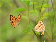 A Couple Of Butterfly