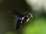Black Carpenter Bee