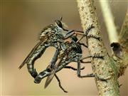 Black Robberfly