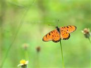 Butterfly On The Flower Field