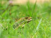 Camouflage A Chameleon On The Grass Field