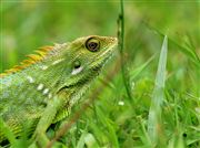 Chameleon