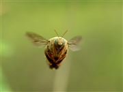 Close Up Carpenter Bee