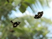 Dancing In The Air