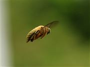 Flying Around