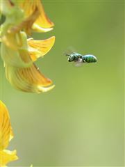Flying Jewel Bee