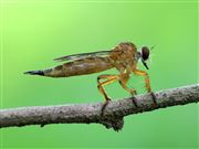 Golden Robberfly