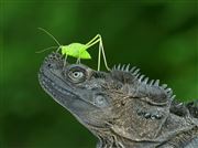 Grasshopper And Sailfin Dragon
