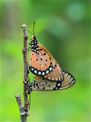 Mating Butterflies On The Dry Branch