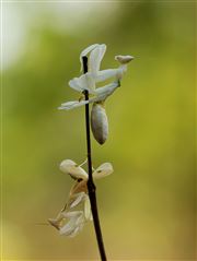 Orchid Mantis