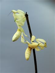 Orchid Mantis