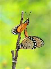 Plain Tiger Butterflies