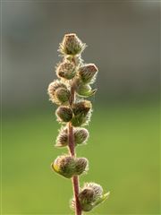 Wild Flower