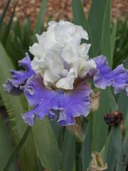 Blue Tulip