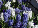 Blue And White