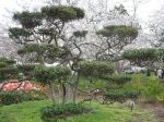 Bonsai Tree