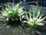 Chihuly By Grs 