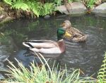 Ducks